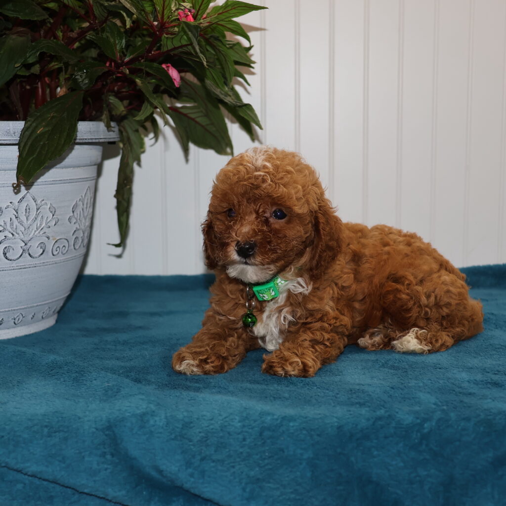red toy poodles for sale