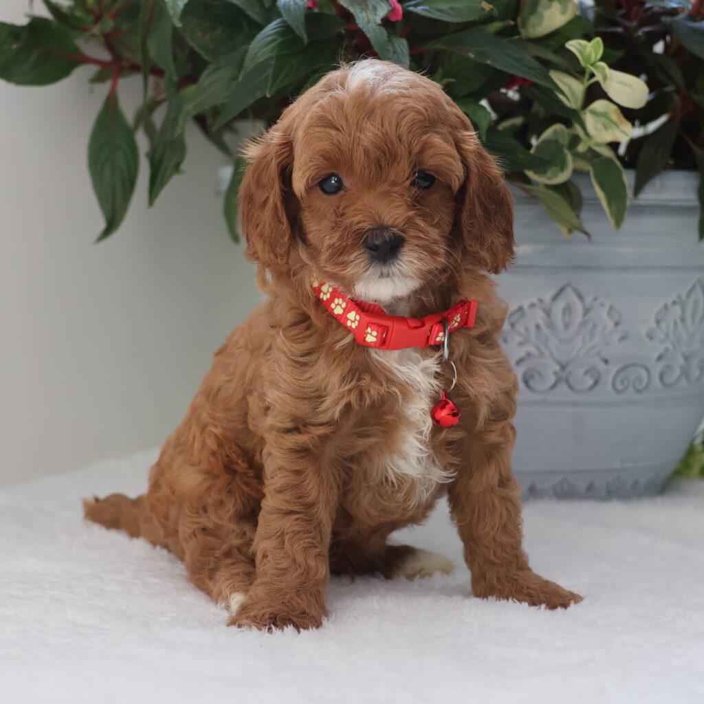 toy cavapoo
