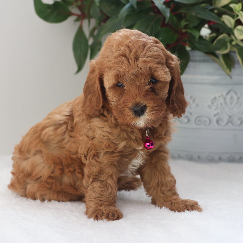 toy cavapoo