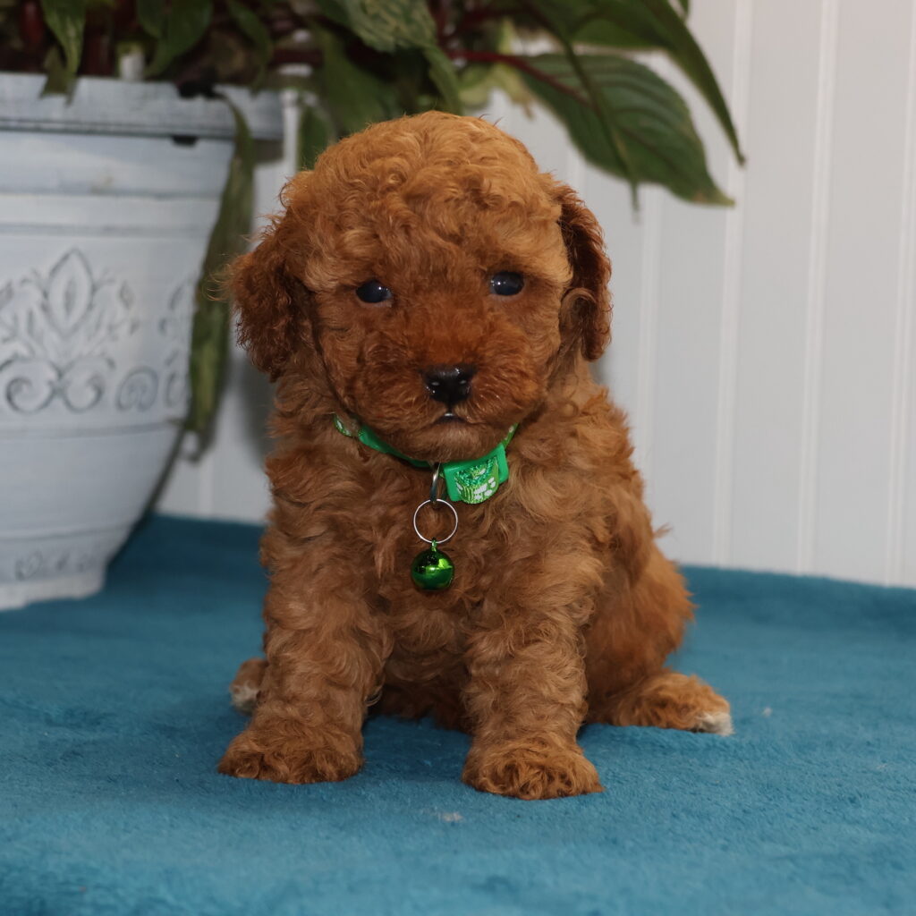 toy poodle