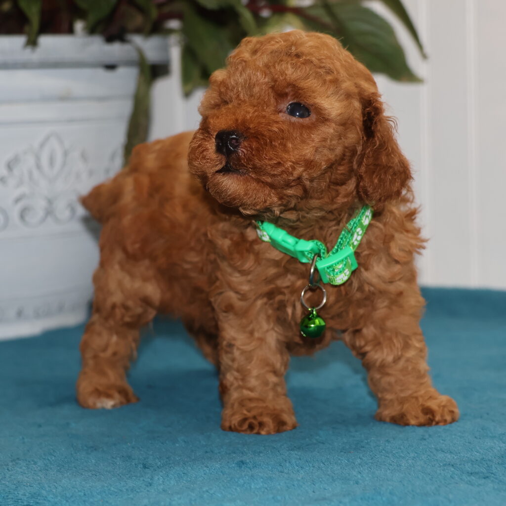 toy poodle adoption