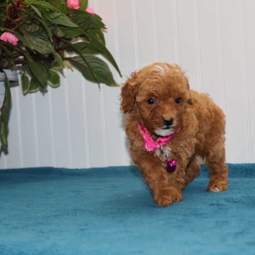 toy poodle breeder