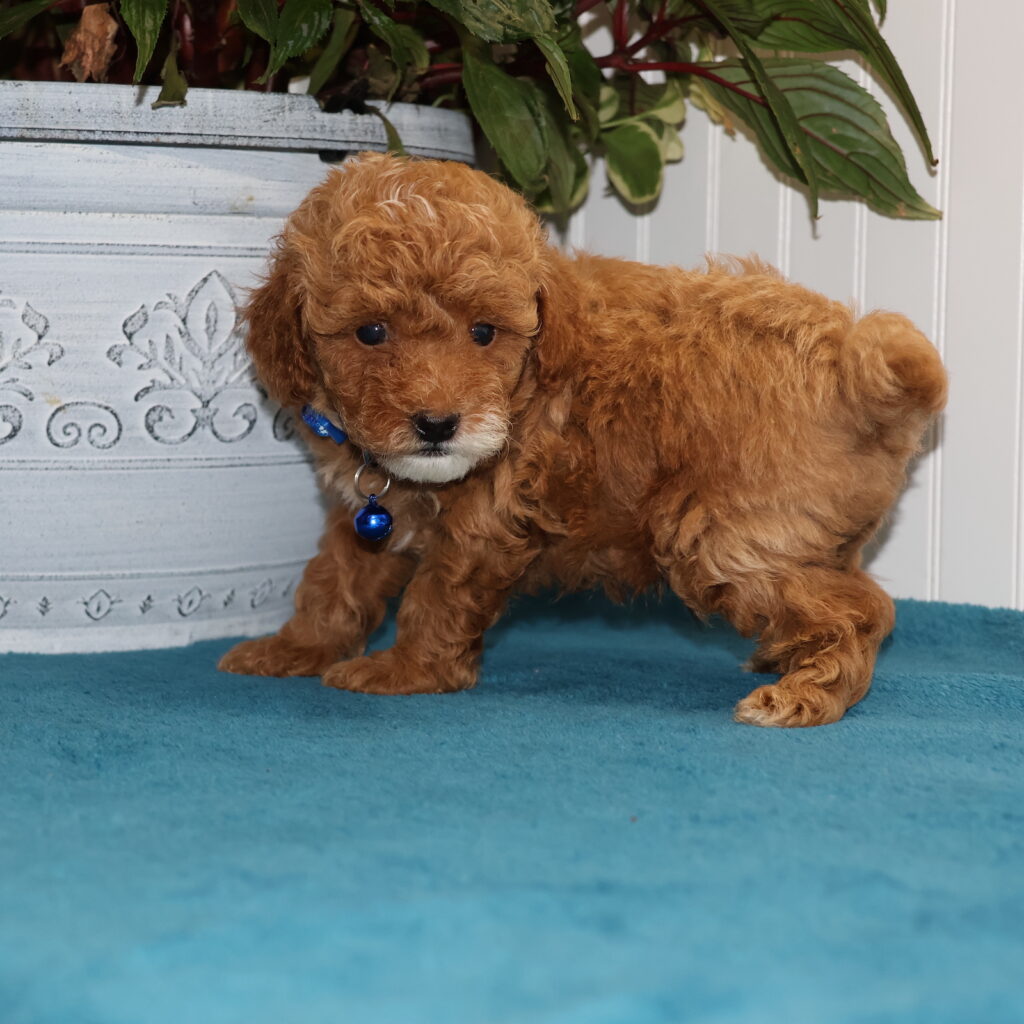 toy poodle breeders