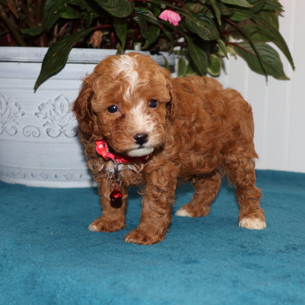 toy poodle breeders near me