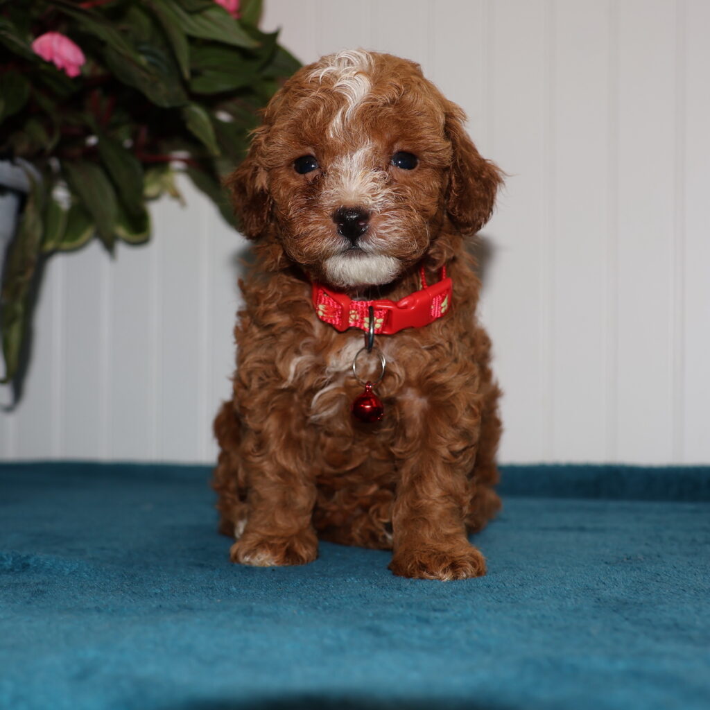 toy poodle dog for sale