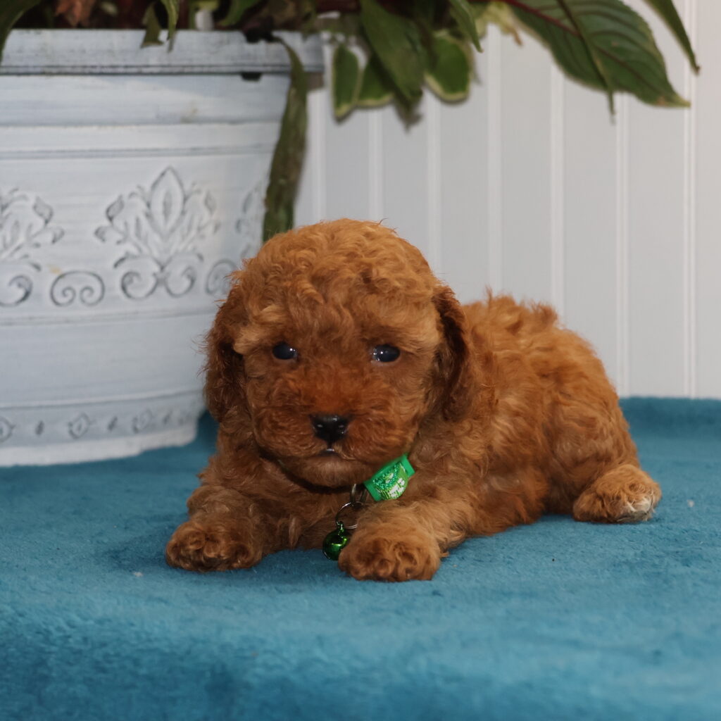 toy poodle for sale