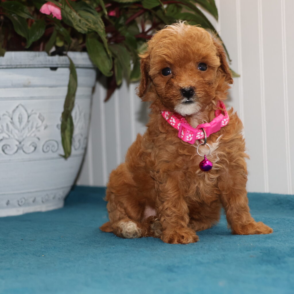 toy poodle miniature poodle