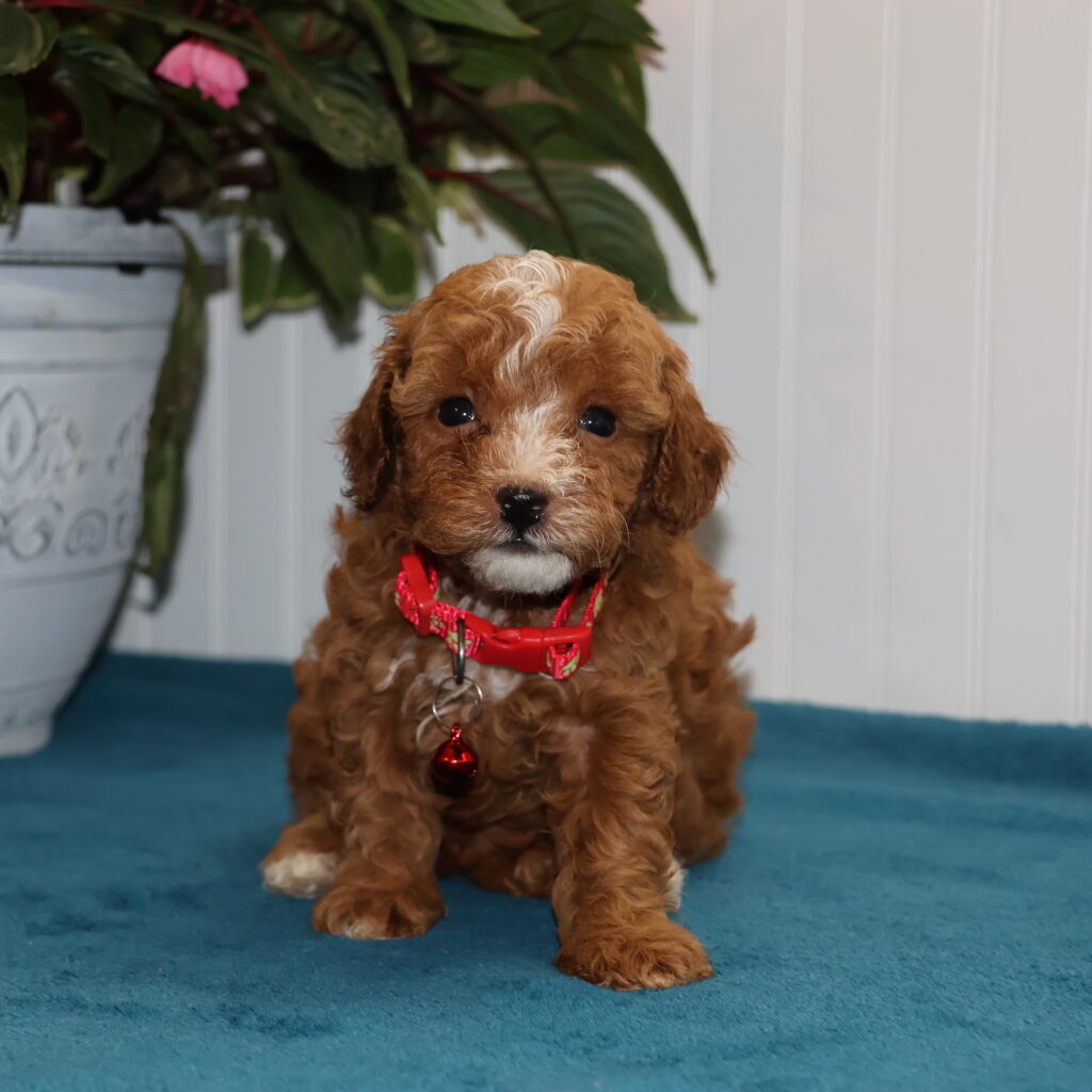 toy poodle near me