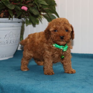 toy poodle puppies