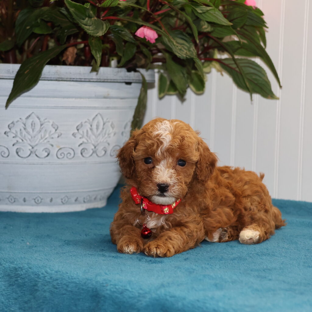 toy poodle puppies for sale