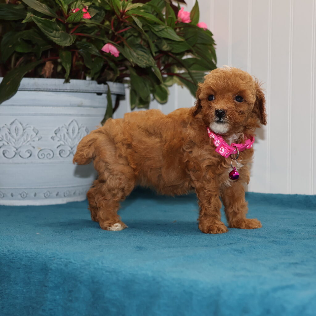 toy poodle puppies for sale near me