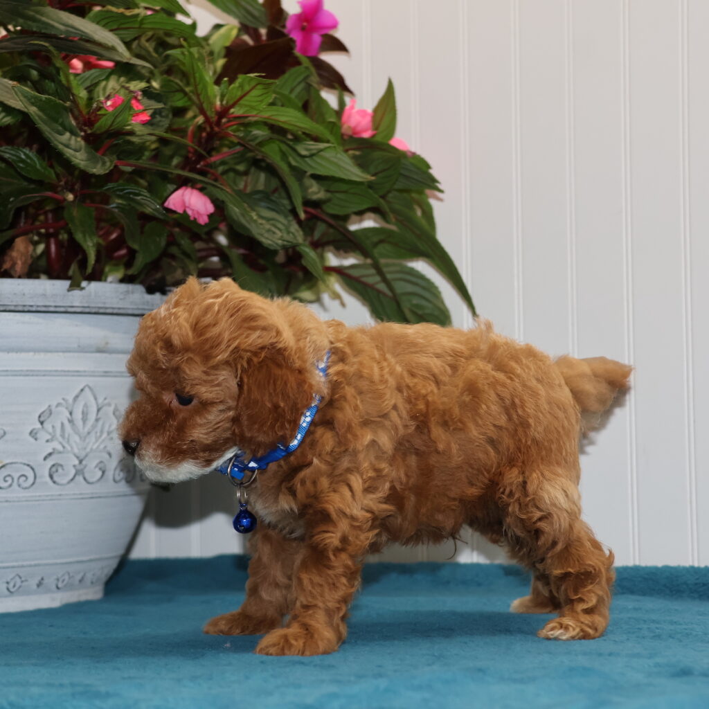 toy poodle puppy