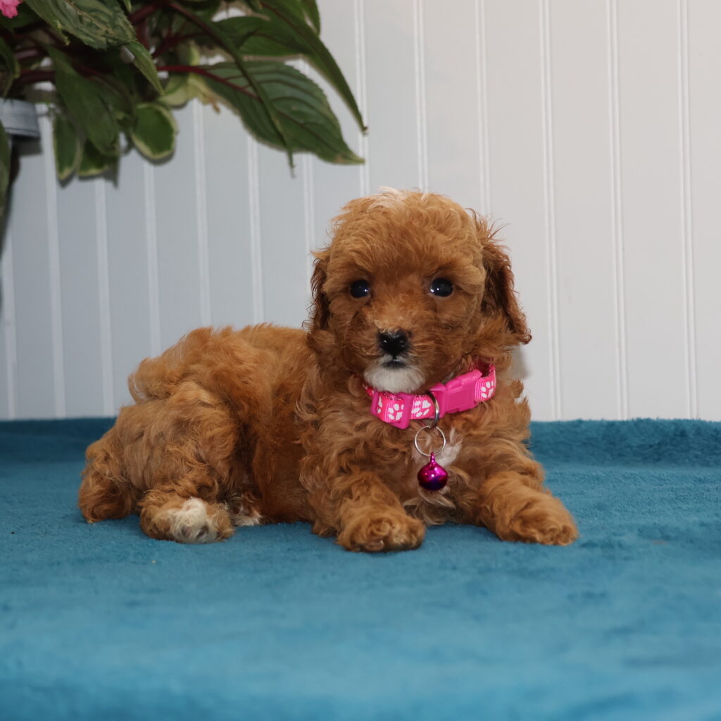 toy poodle to adopt