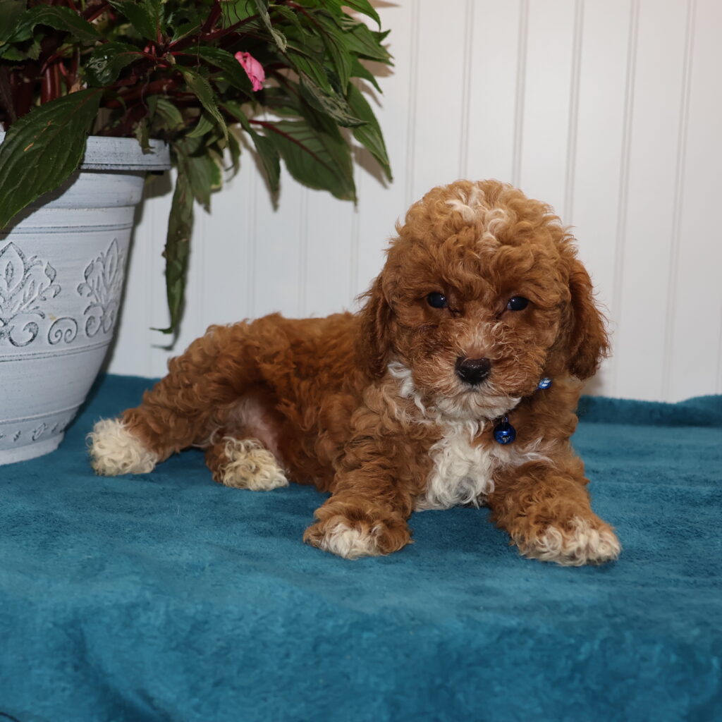 toy poodles