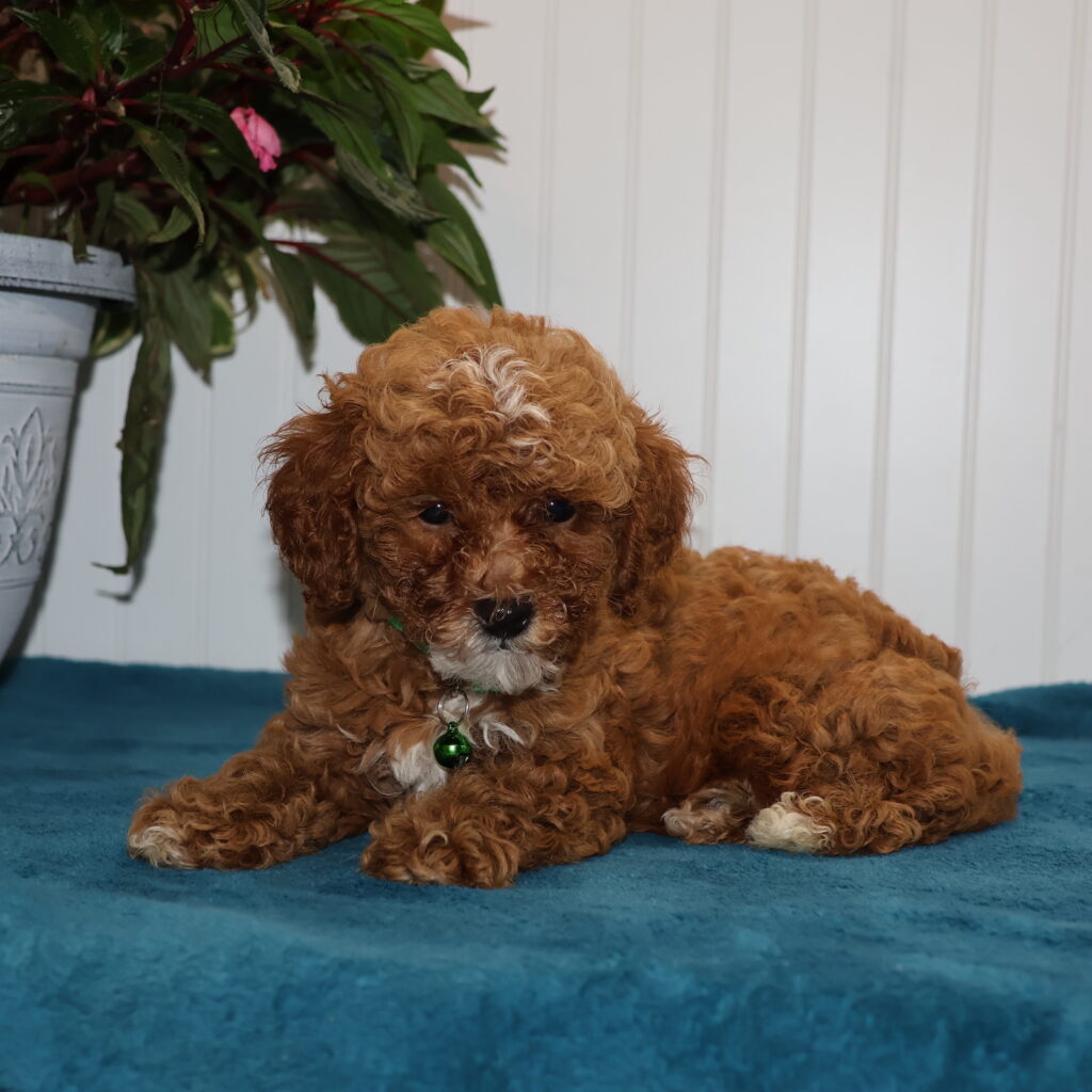 toy poodles