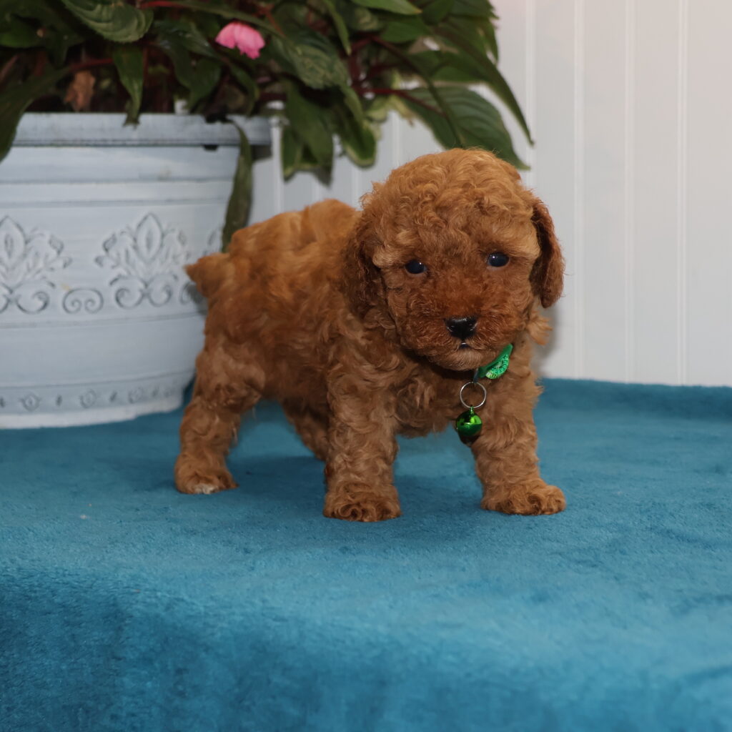 toy poodles