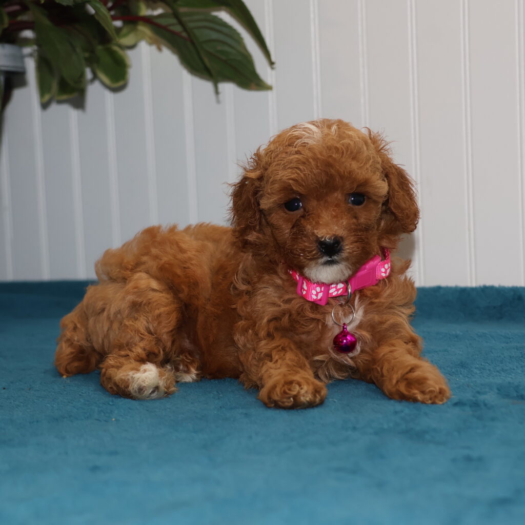toy poodles breeders