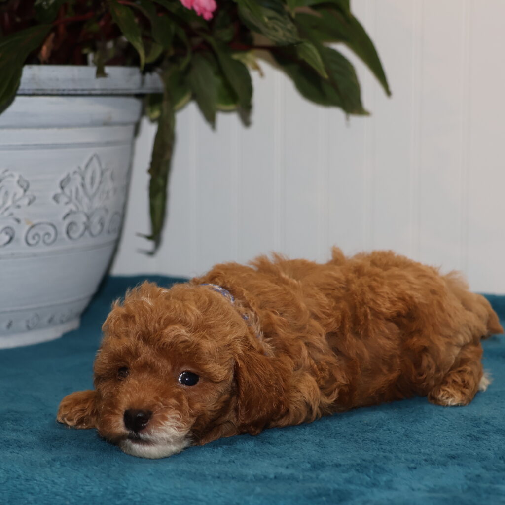 toy poodles for adoption