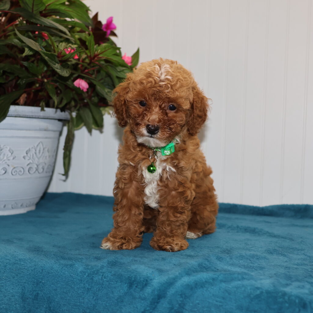 toy poodles for sale