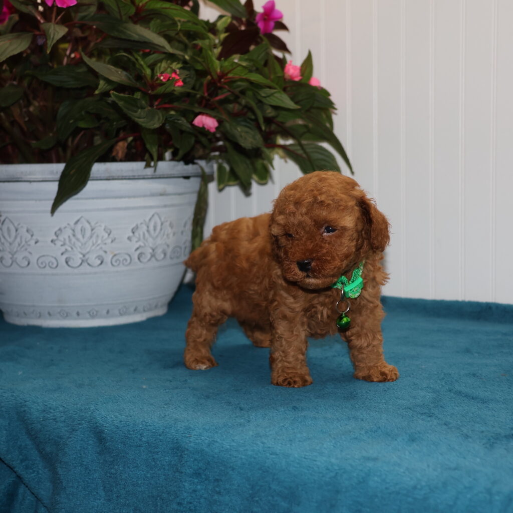 toy poodles for sale