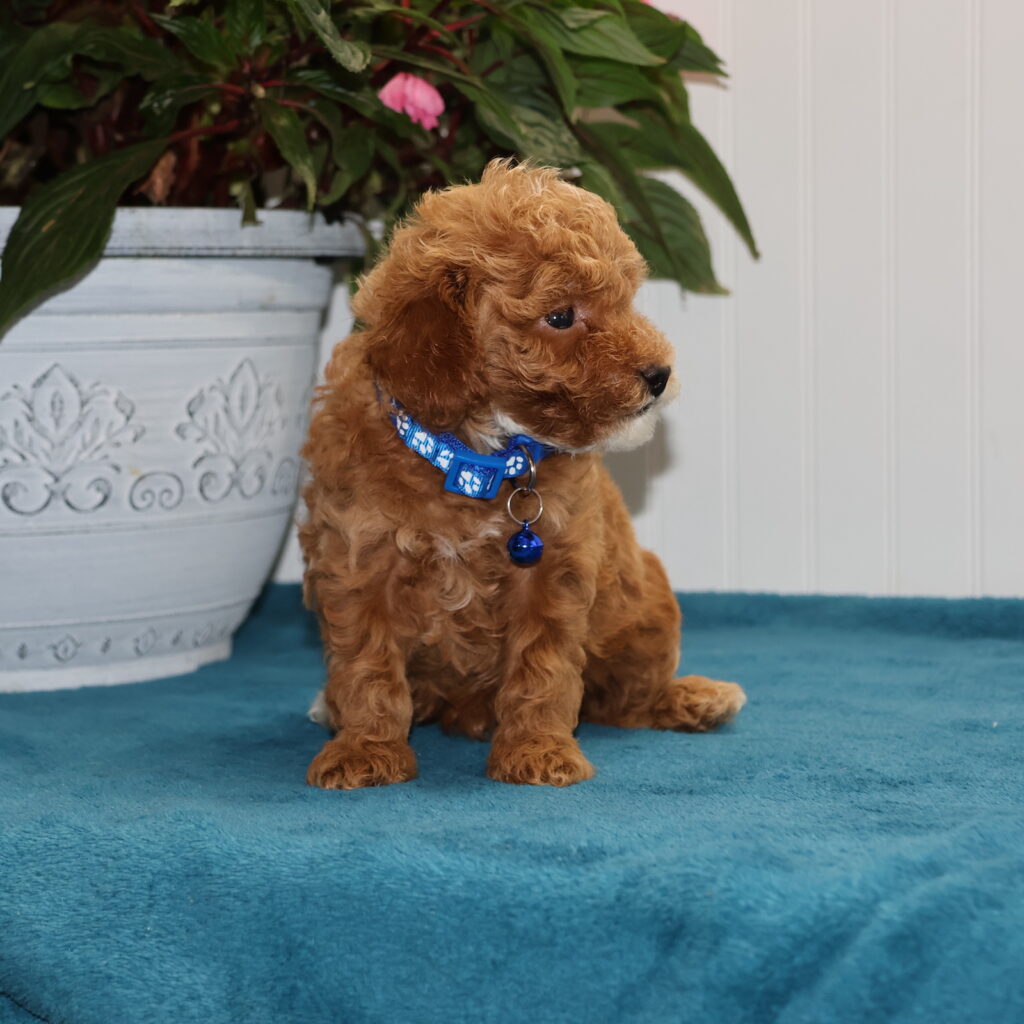 toy poodles for sale near me
