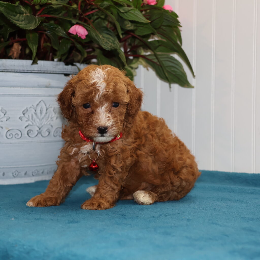 toy poodles near me