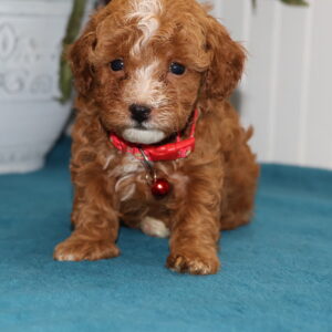 toy poodles near me for sale