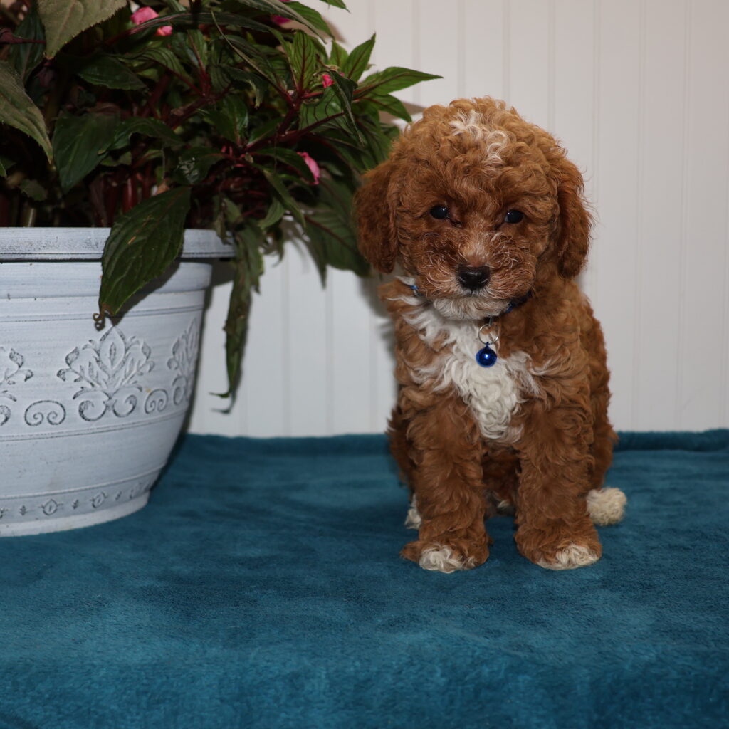 toy poodles pa