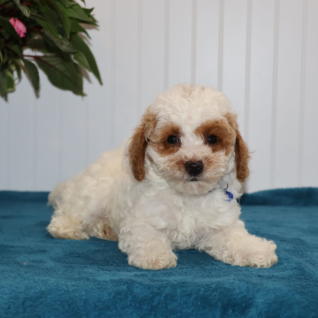 toy white poodle