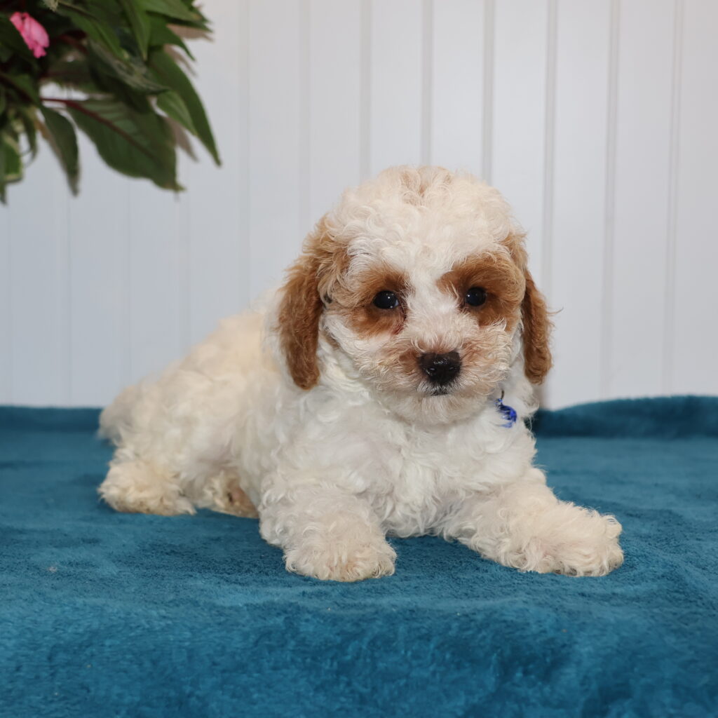 white teacup toy poodle