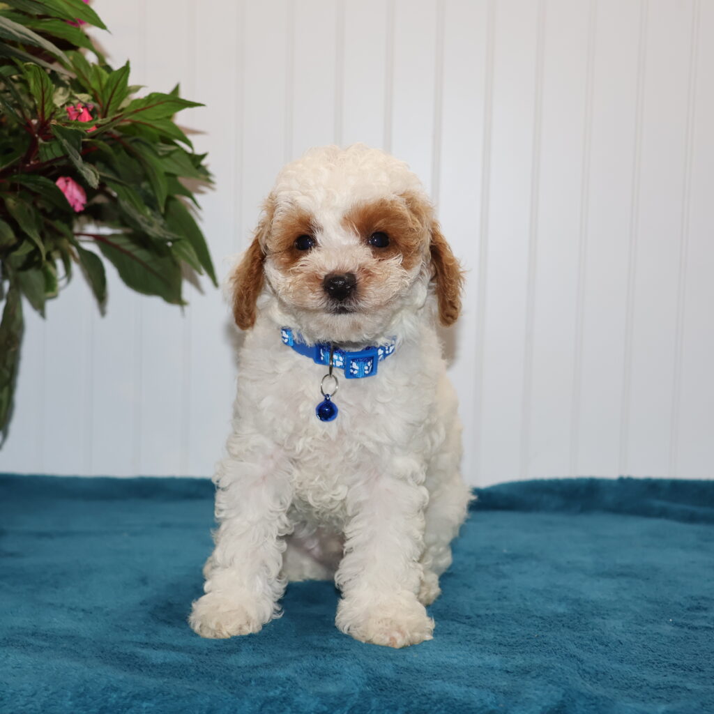 white toy poodle