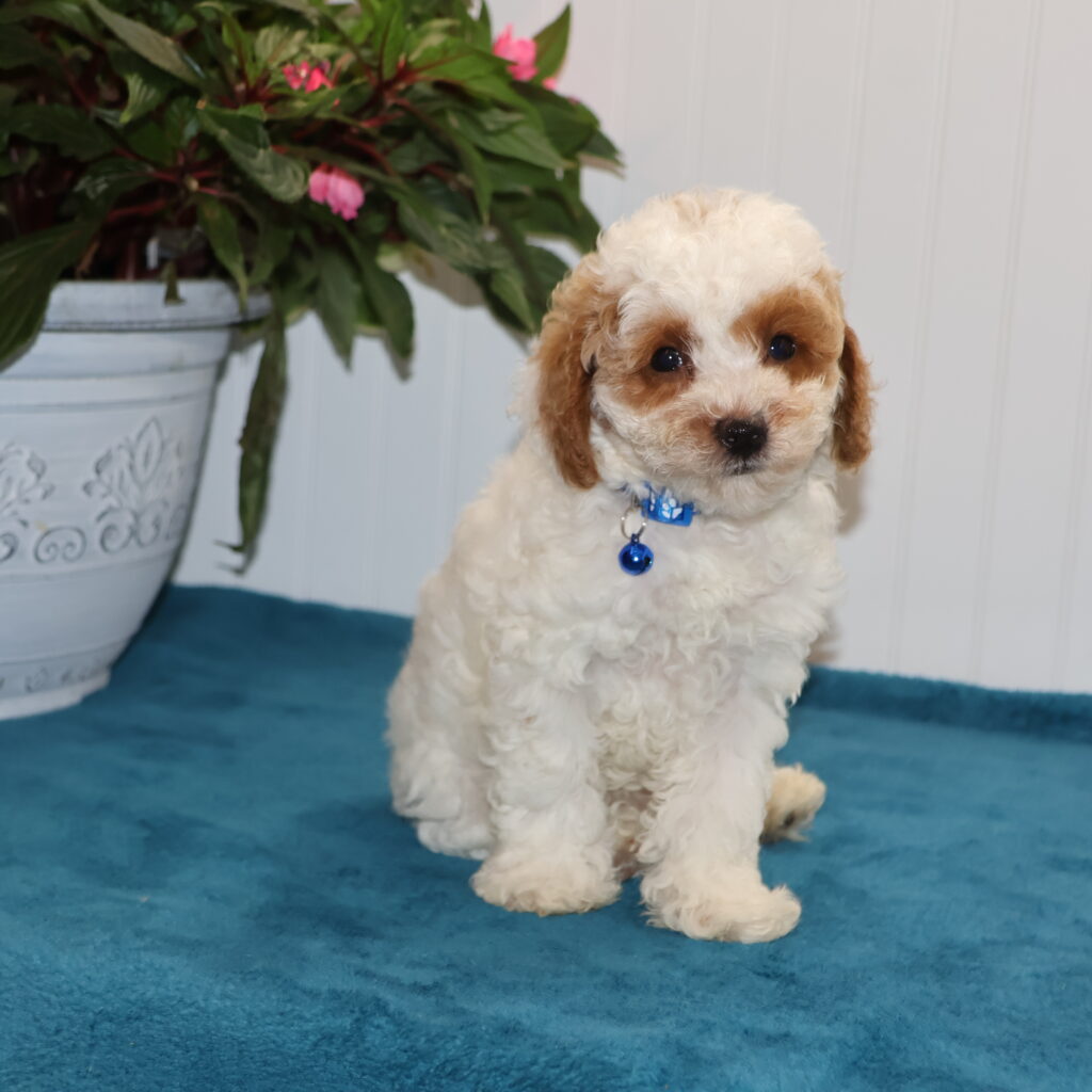 white toy poodle for sale