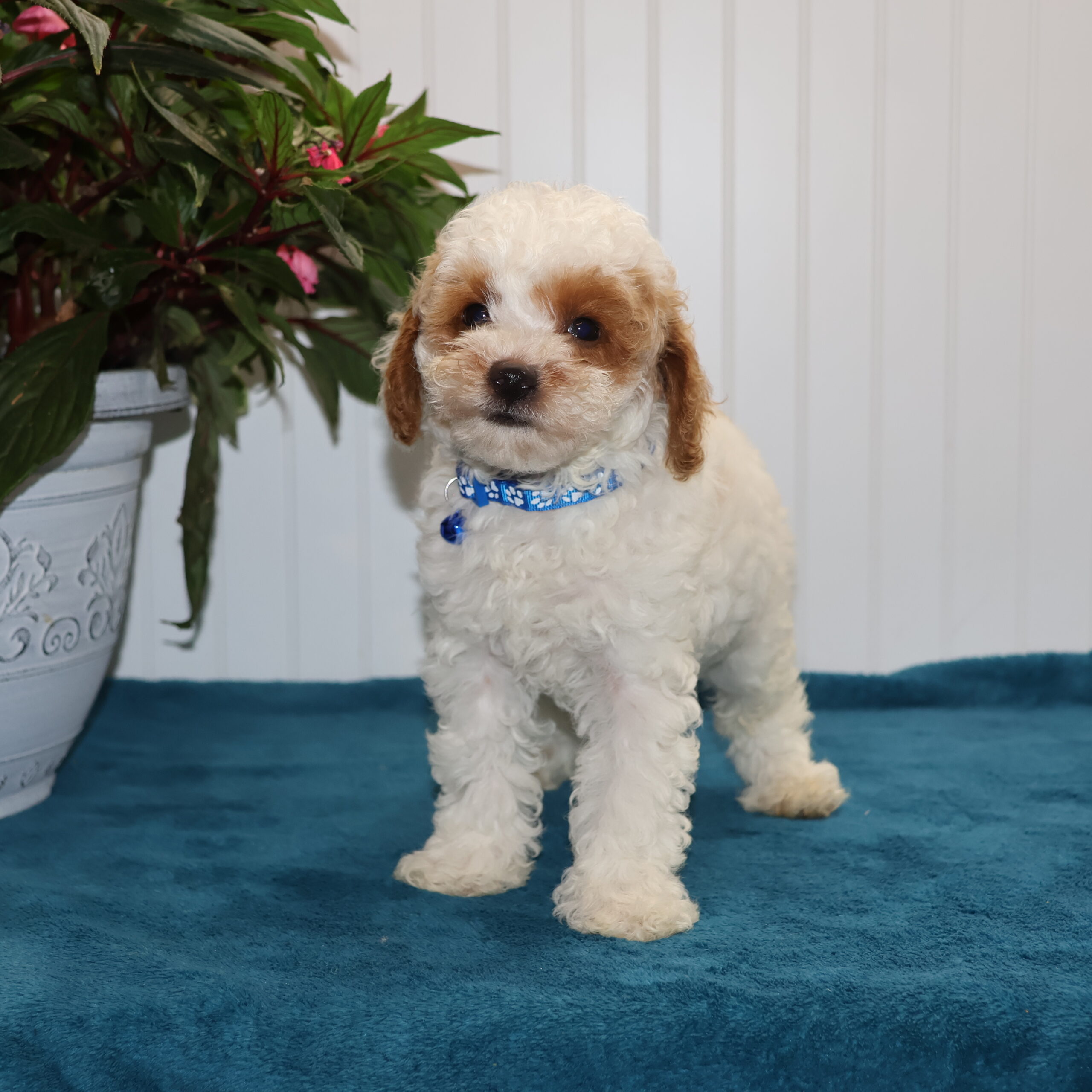 white toy poodle puppies