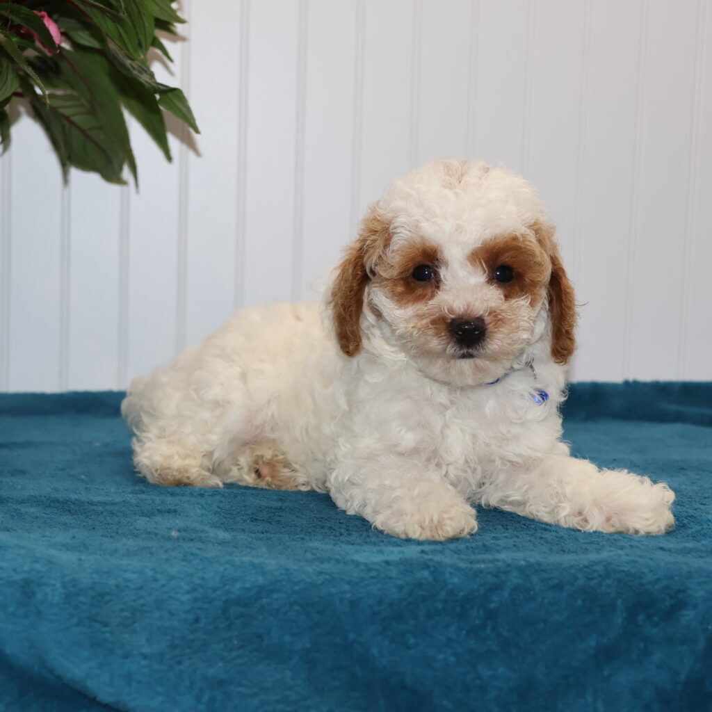 white toy poodle puppy