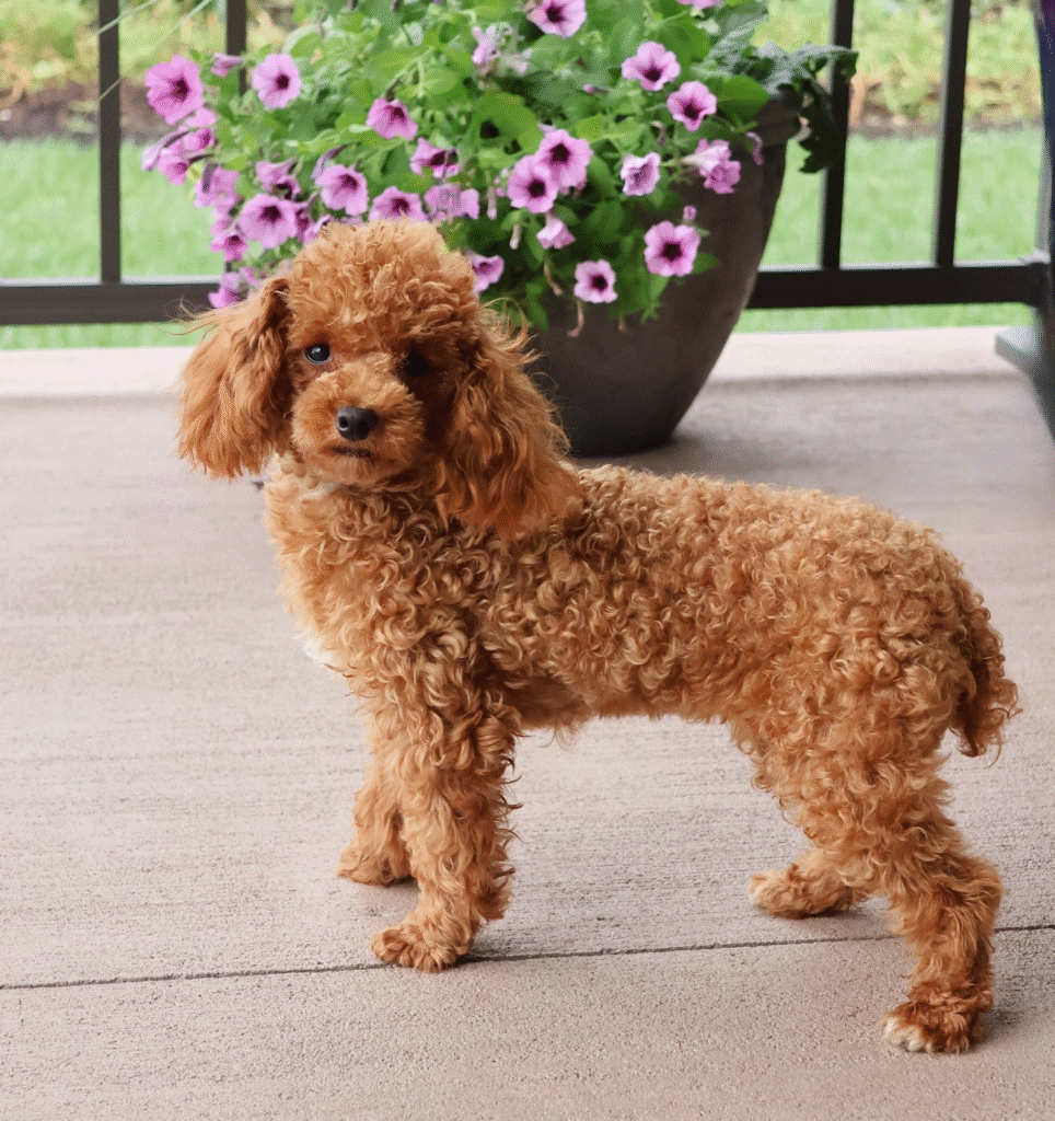 toy poodle mom candy