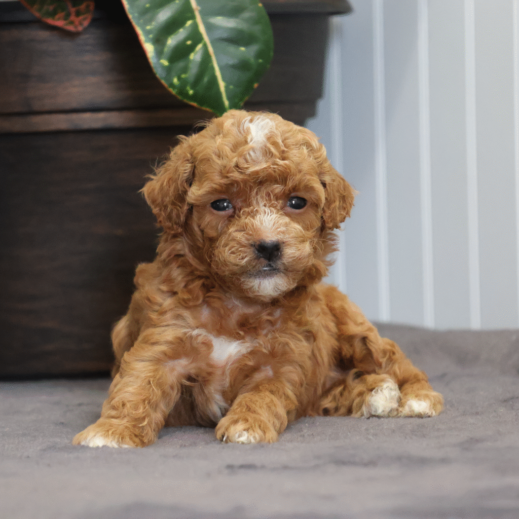 Cute Toy Poodle Puppy
