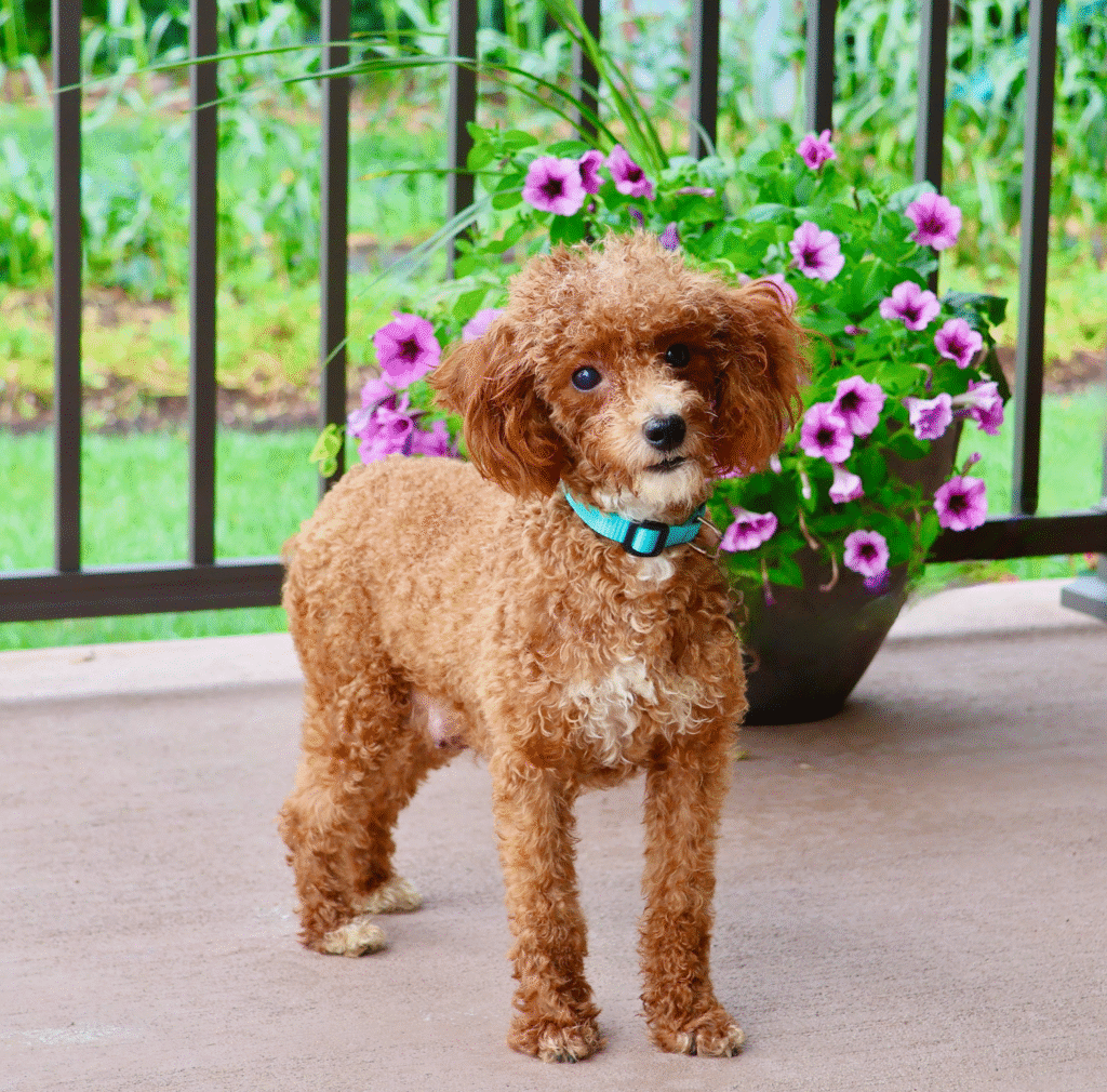 Daisy Poodle Mom