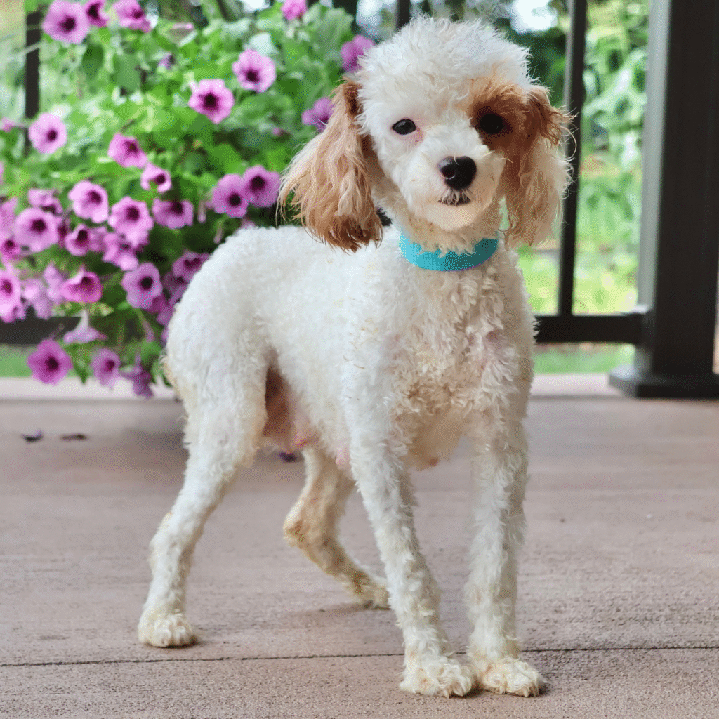toy poodle mom