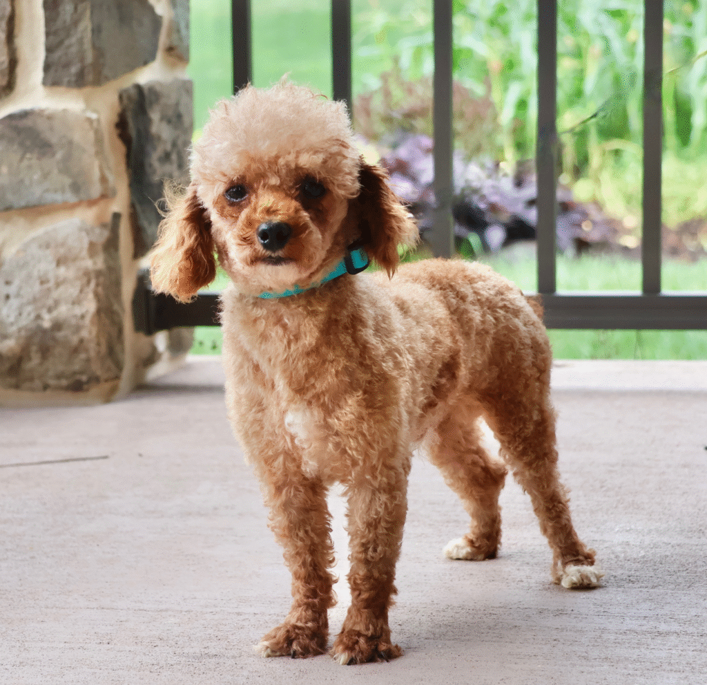 Sparky adult toy poodle