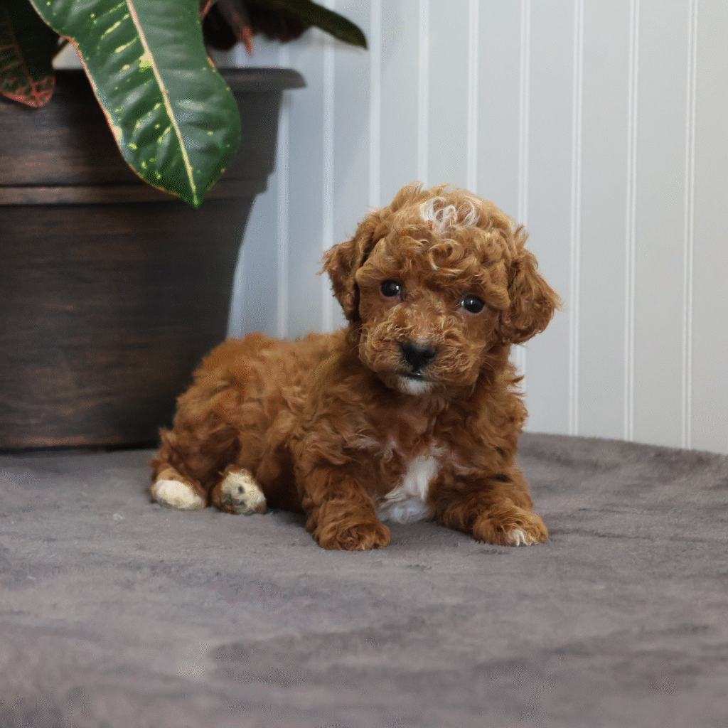 Toy Poodle