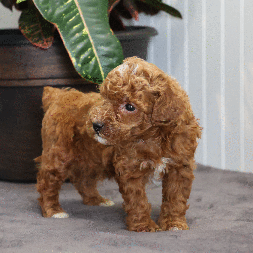 Toy Poodle Breeders