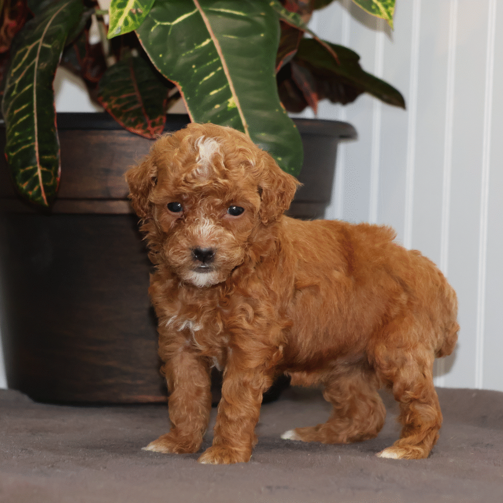 Toy Poodle Puppies Pa