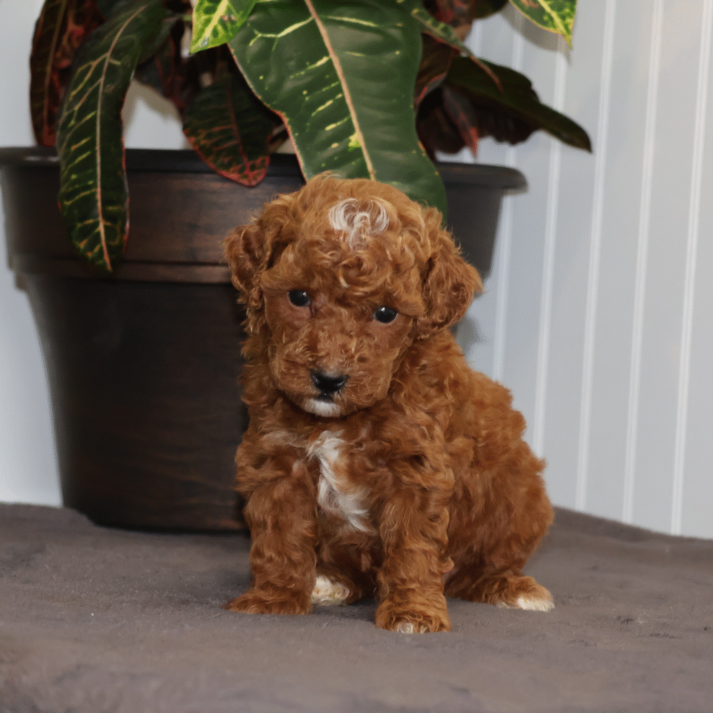 Toy Poodles For Sale Near Me