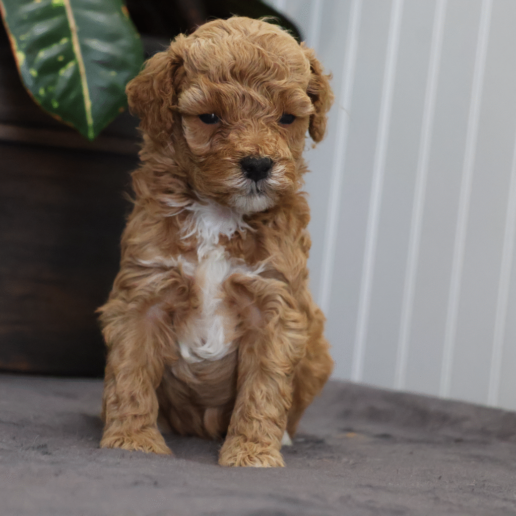Toy Poodles In Pa