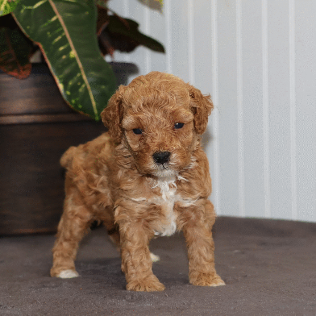 Toy Poodles Lancaster Pa