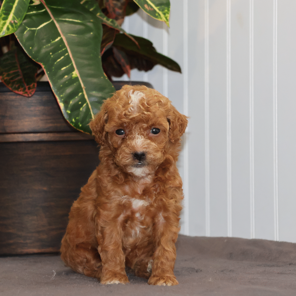 adorable puppy
