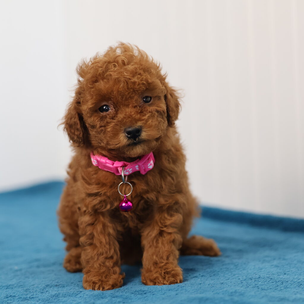 breeders of toy poodles