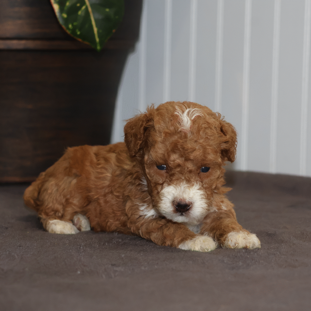 breeders of toy poodles
