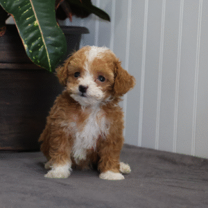 dog breeders central pa