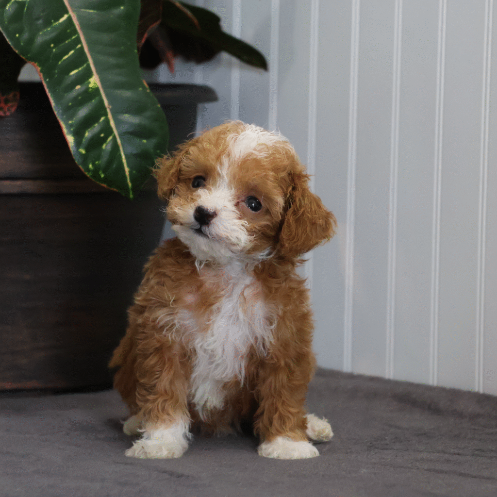 dog breeders pa